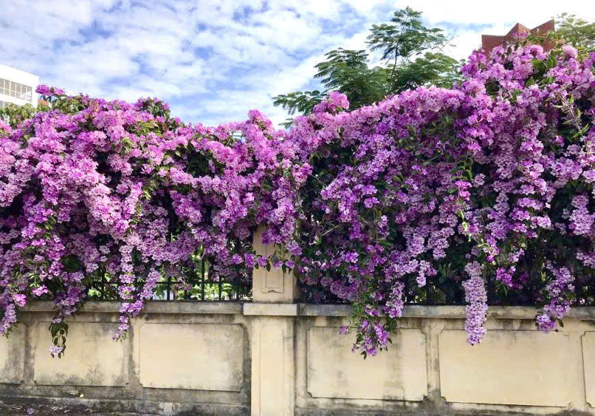 Hoa lan tỏi nơi check in tuyệt vời