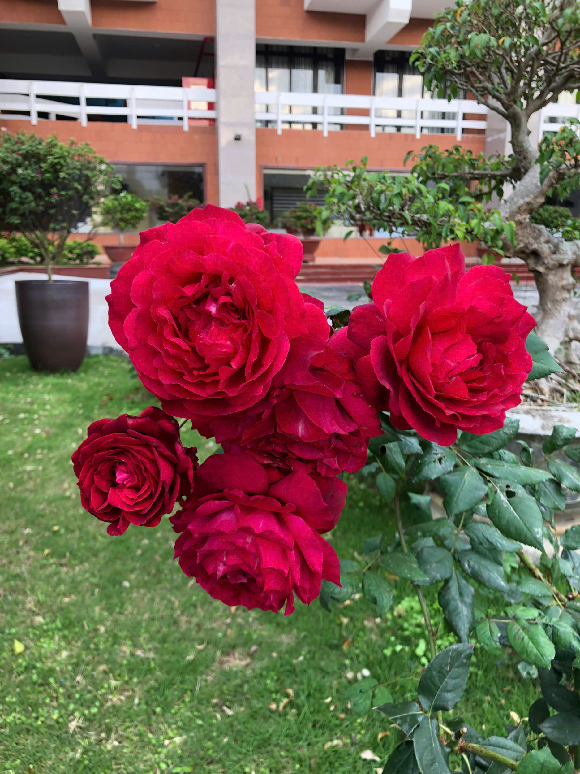 Vườn hồng rực rỡ